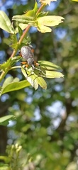 Otiorhynchus cardiniger