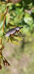 Otiorhynchus cardiniger