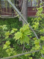 Acer negundo