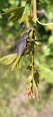 Otiorhynchus cardiniger