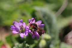 Nomada zonata