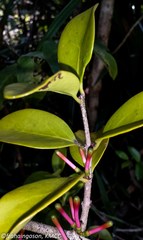 Bakerella clavata