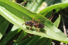 Nomada zonata