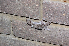 Chondrodactylus turneri
