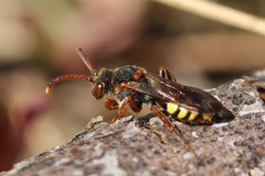 Nomada zonata