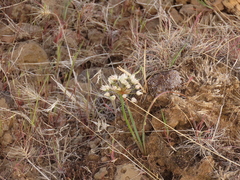 Allium macrum