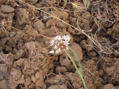 Allium macrum