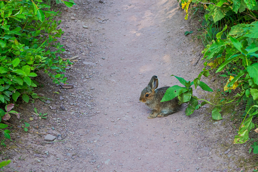 Snowshoe Hare from Glacier National Park, Glacier, Montana, United