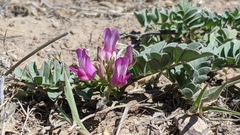 Astragalus iodanthus