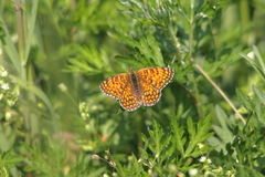 Melitaea phoebe