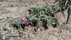 Astragalus iodanthus