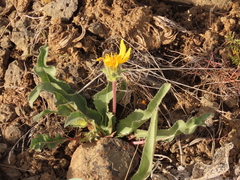 Balsamorhiza serrata