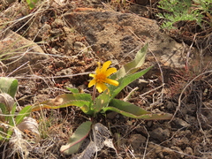 Balsamorhiza serrata