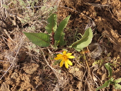 Balsamorhiza serrata