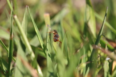 Nomada zonata