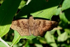 Nisoniades rubescens