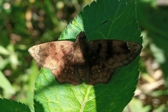Nisoniades rubescens