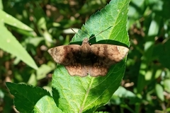 Nisoniades rubescens