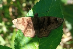 Nisoniades rubescens