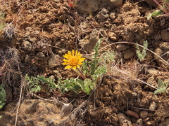 Balsamorhiza serrata