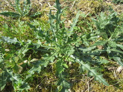 Carduus spachianus
