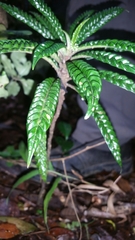 Psychotria armandii image