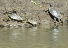 Graptemys pseudogeographica