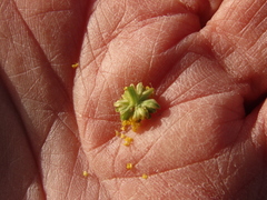 Lomatium cous