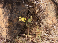 Lomatium cous