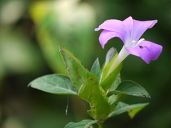 Barleria prattensis