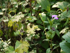 Barleria prattensis