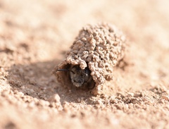 Diadasia bituberculata