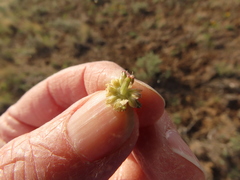 Lomatium cous