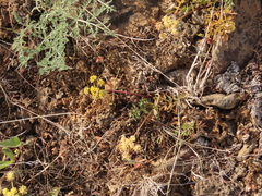 Lomatium cous