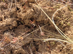 Lomatium gormanii