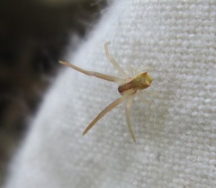 Sidymella trapezia