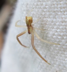Sidymella trapezia