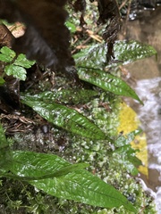 Leptochilus pteropus