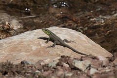 Lacerta diplochondrodes