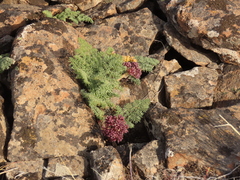 Lomatium minus