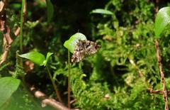 Enchoria lacteata