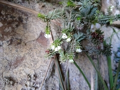 Erica depressa