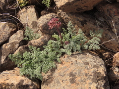 Lomatium minus