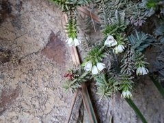 Erica depressa