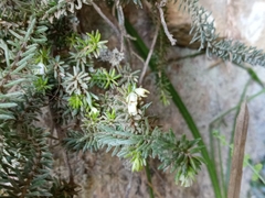Erica depressa