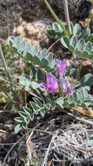 Astragalus iodanthus