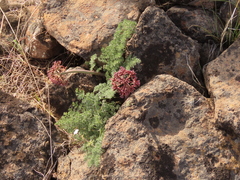 Lomatium minus