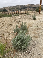 Pseudognaphalium leucocephalum