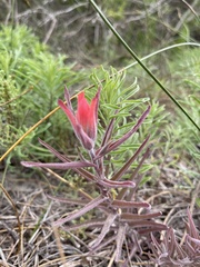 Castilleja affinis contentiosa