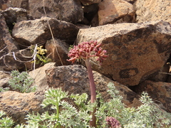 Lomatium minus